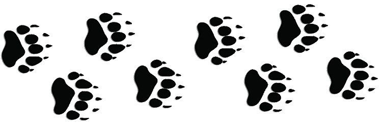 Bear-Paw-Prints-Seperator
