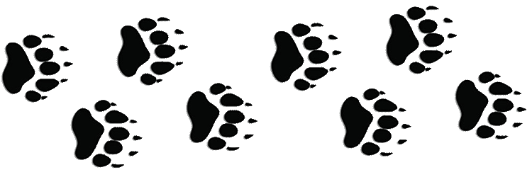 Bear-Paw-Prints-Seperator.gif