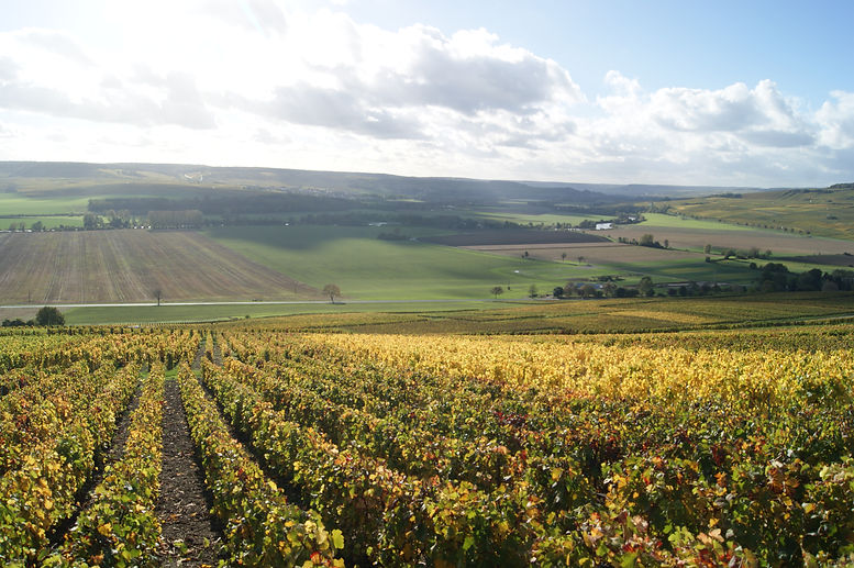Champagne Landschap 3.JPG