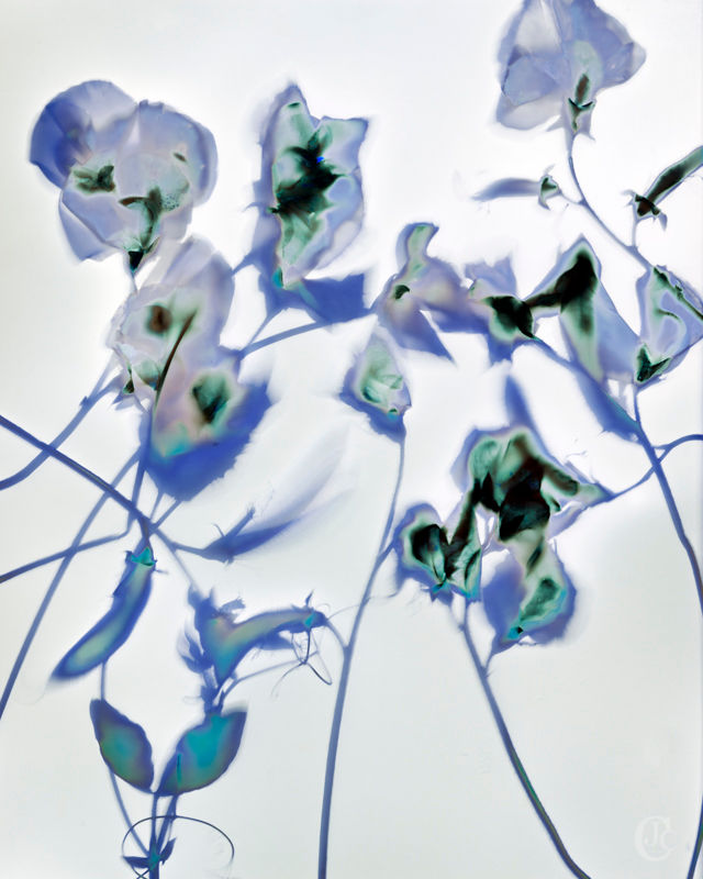 Sweet Peas, Lumen Print - August 2019 (No.2)