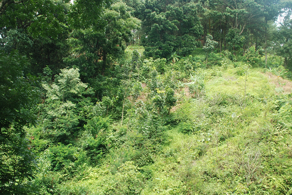 Serangga di pohon adalah sumber nutrisi walet