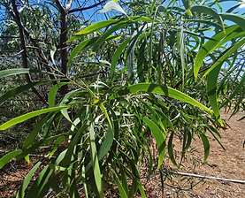 leaves acacia implexa.png