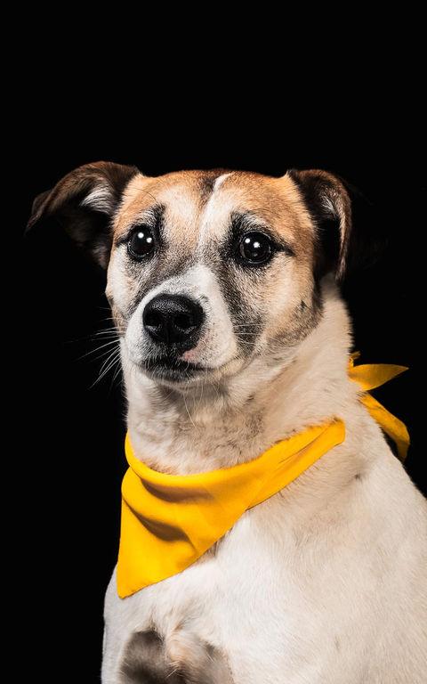 Retrato fotográfico de perro en adopción realizado para el proyecto social Uron Model, fotografía por Laotrahernandez Laura Hernández