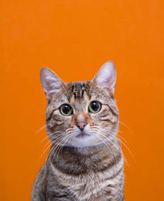 Sesión fotográfica con mascotas en casa, proyecto Uron Model, imagen por Laura Hernandez Laotrahernandez