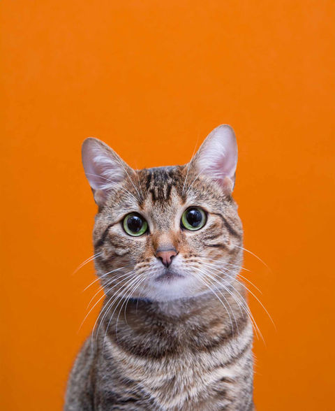 Sesión fotográfica con mascotas en casa, proyecto Uron Model, imagen por Laura Hernandez Laotrahernandez