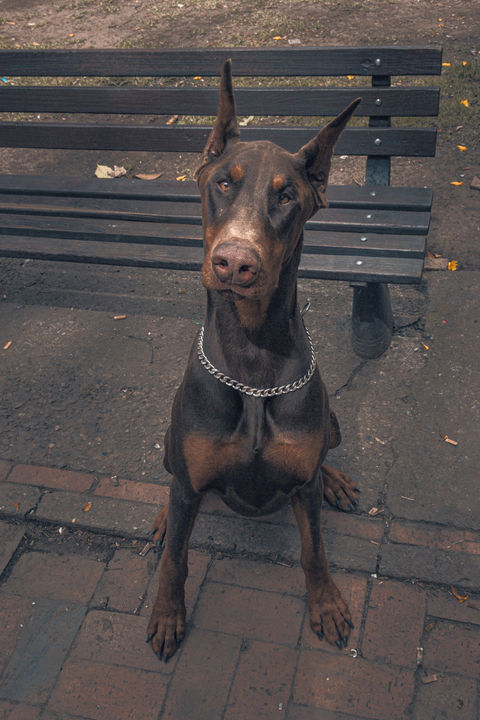 Sesión fotográfica con mascotas en casa, proyecto Uron Model, imagen por Laura Hernandez Laotrahernandez