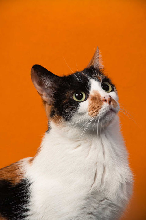 Gatos Bogota Sesión fotográfica con mascotas en casa, proyecto Uron Model, imagen por Laura Hernandez Laotrahernandez