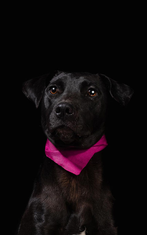 Retrato fotográfico de perro en adopción realizado para el proyecto social Uron Model, fotografía por Laotrahernandez Laura Hernández