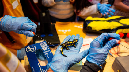 SCIENCE IS WONDERFUL: JUNIOR-DETECTIVES JOIN THE FIGHT TO SAVE OUR SALAMANDERS