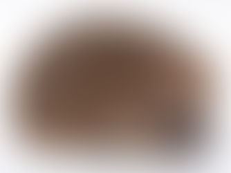 ONDERZOEK IN DE KIJKER: DE BEDREIGING VAN VLAAMSE EGELS