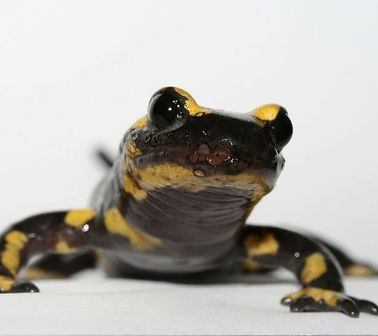 vuursalamander FP_edited.jpg