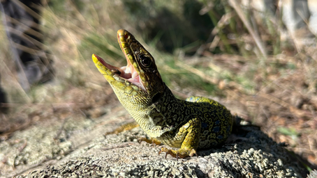 WHG OP HET SPAANSE CONGRES VOOR HERPETOLOGIE