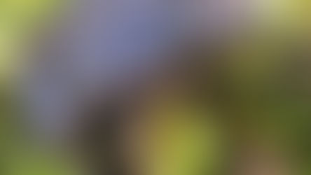 THE ROLE OF PESTICIDES IN AMPHIBIAN DECLINE