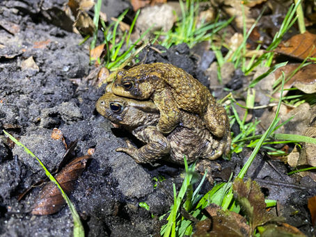 AMPHIBIANS ON THE MOVE