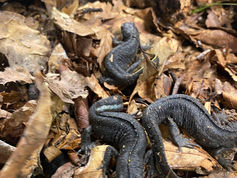 WHY IS ONE SICK BUT NOT THE OTHER? NEW STUDY ON SALAMANDER DISEASE SUSCEPTIBILITY.