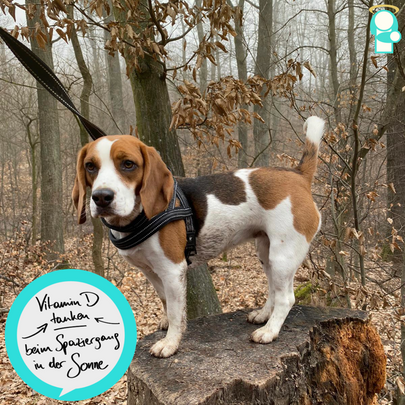 Vitamin D beim Spazieren tanken 🌤