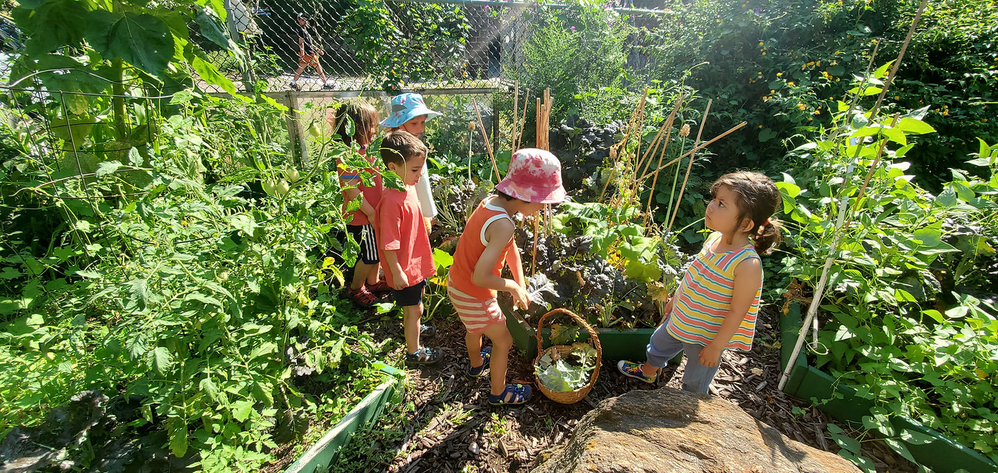 pick lettuce basket close 5 garden.jpg