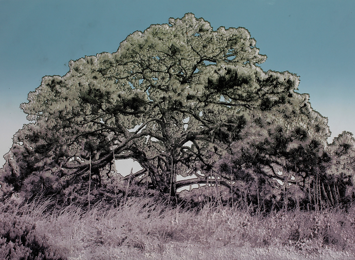 Screen Shot 2021-12-08 at 8.56.08 PM.png