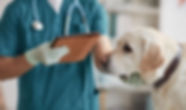Pet Headquarters CA 7.jpg