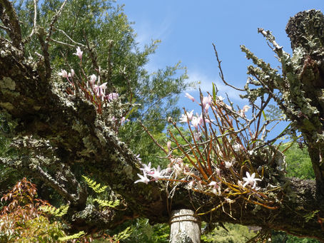 花暦 4月28日 セッコク・石斛/ 円覚寺