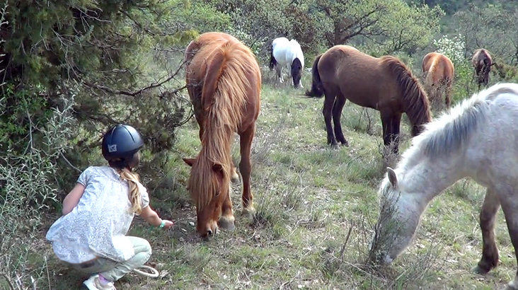 Horse & Heart – Holistic Horsemanship – www.Horse-and-Heart.com