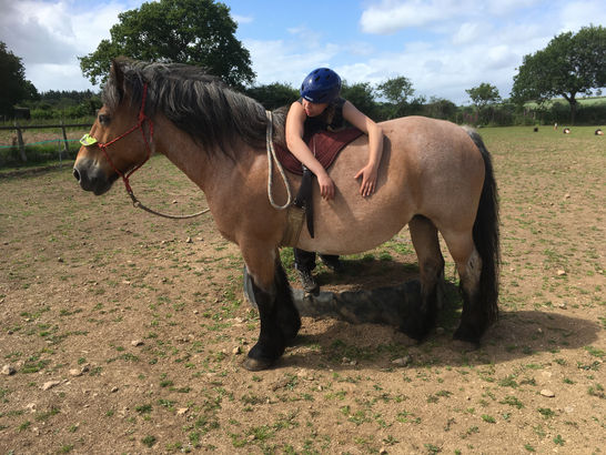 Horse & Heart – Holistic Horsemanship Apprenticeship – www.Horse-and-Heart.com