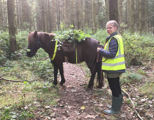 Horse & Heart – Holistic Horsemanship – www.Horse-and-Heart.com