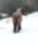 Horse & Heart – Holistic Horsemanship – www.Horse-and-Heart.com