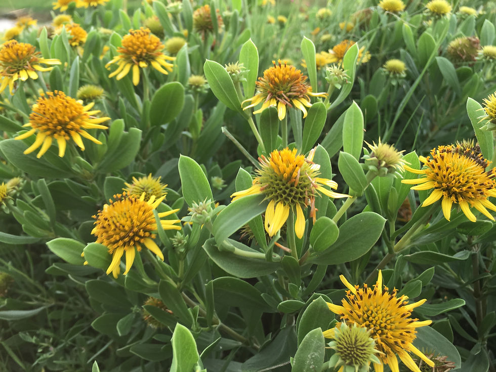 Borrichia frutescens