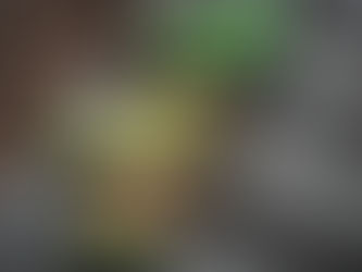 Landscaping Blog Coming Soon...