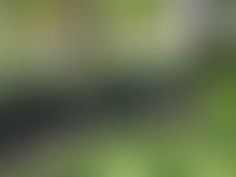 A neatly landscaped bed with black mulch and shade plants