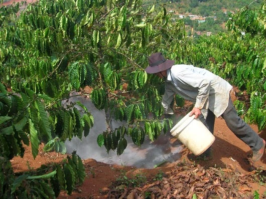 Tưới cây, bón phân đúng cách nâng cao hiệu quả canh tác