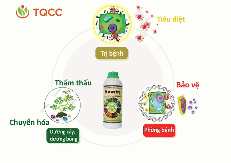 cach-phong-tri-nam-benh-dua-hau