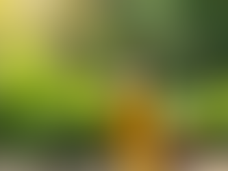 Discover the Secret to Healthy Hair with Ayurvedic Oils