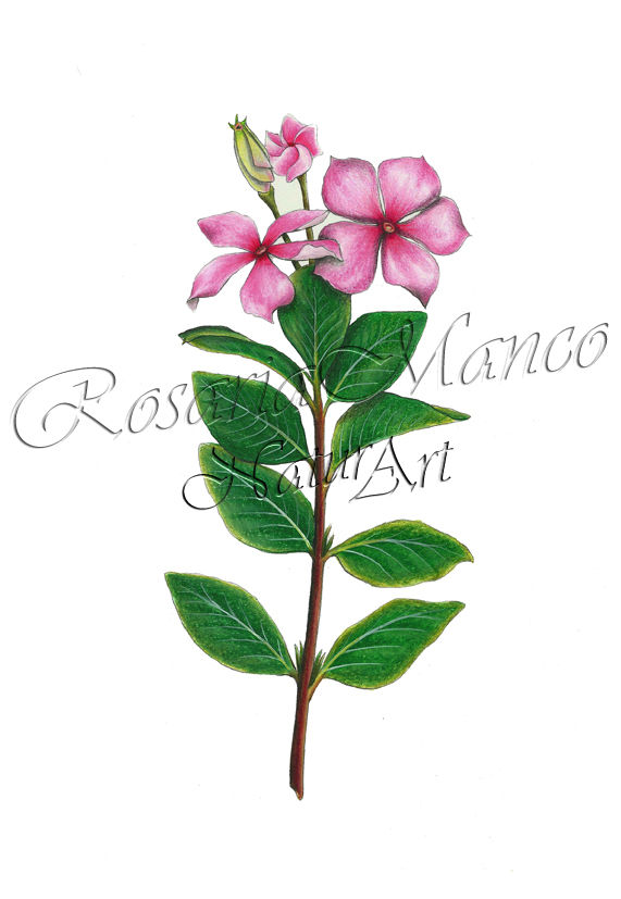 Pervinca del Madagascar