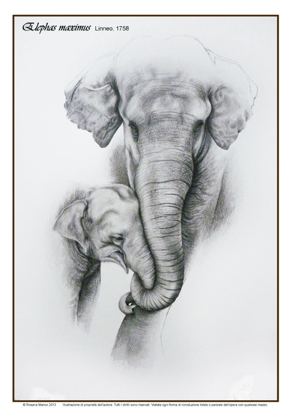 Elefante asiatico