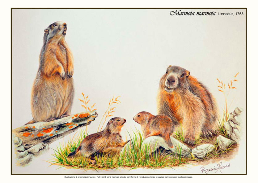 Marmotte