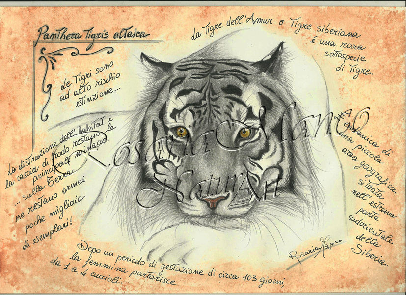 Tigre - Prezzo: 25,00€