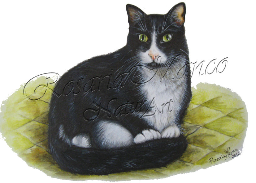 Gatto domestico - VENDUTO