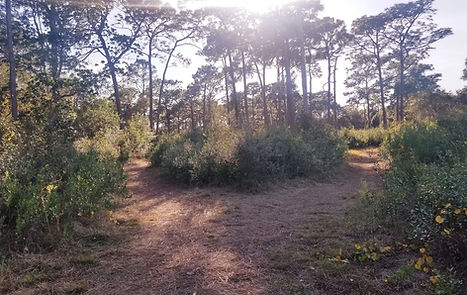 path2.jpg
