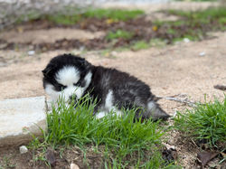 Legendary-Pomsky-Puppy-California (5)