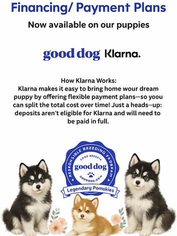 Legendary Pomskies puppies for sale with Klarna financing and payment plans on Good Dog.