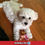 Miniatura: Poodle - MarvelsPet - www.marvelspet.com