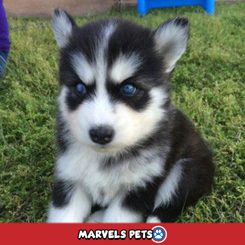 Miniatura: Husky Siberiano - MarvelsPet - www.marvelspet.com