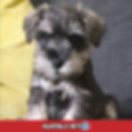 Schnauzer - MarvelsPet - www.marvelspet.com