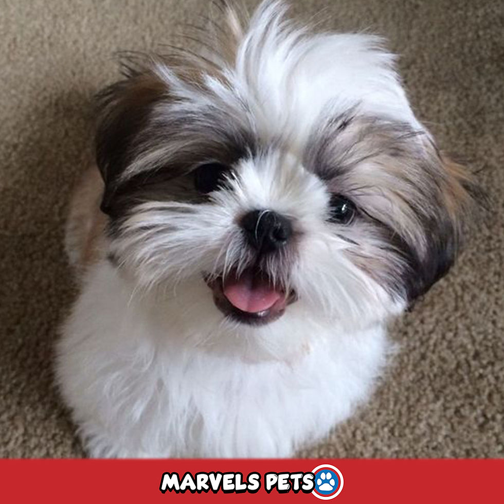 Shih Tzu - MarvelsPet - www.marvelspet.com