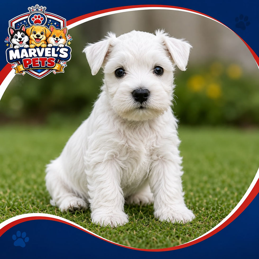 Miniatura: Schnauzer (Blanco)