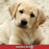 Miniatura: Labrador Crema (reserva)