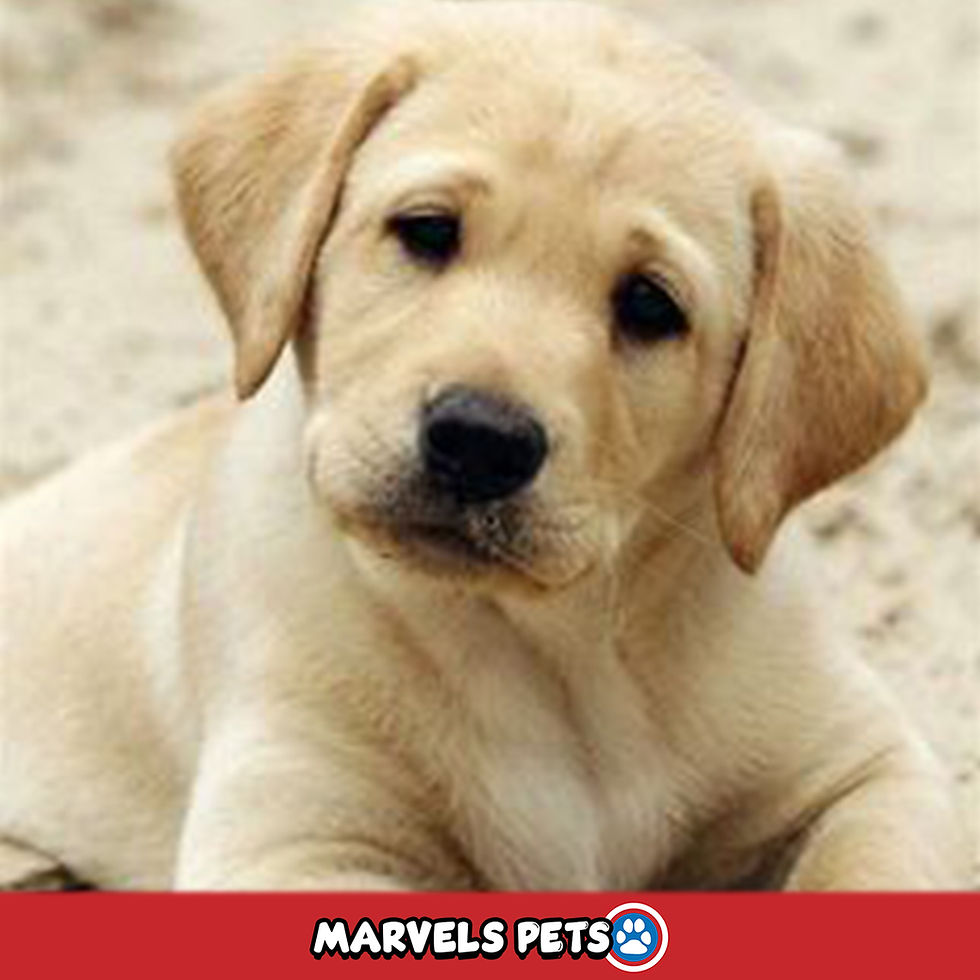 Miniatura: Labrador Hueso