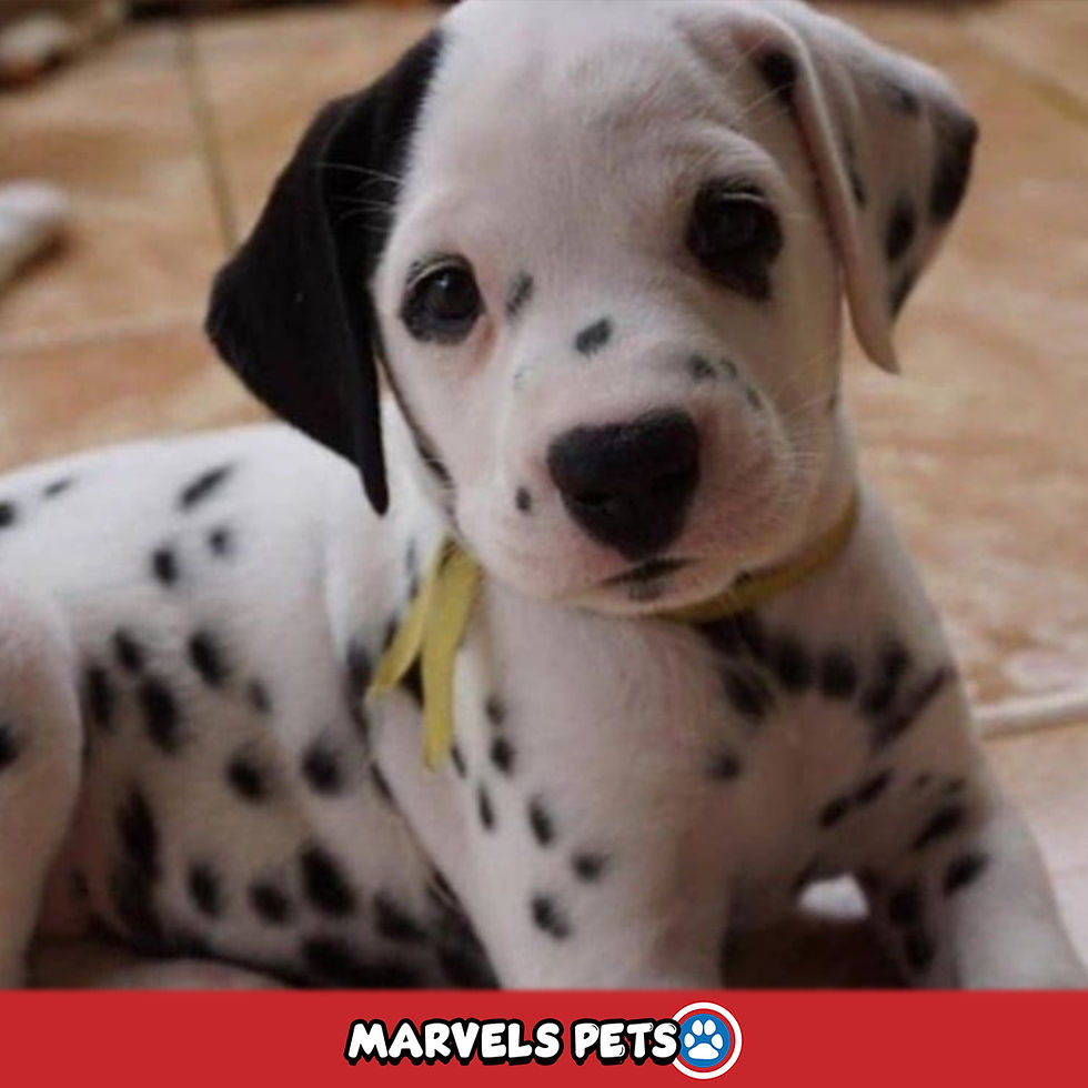 Dalmata - MarvelsPet - www.marvelspet.com